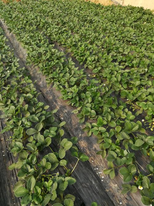 保定奥海农业科技股份草莓的用肥技术